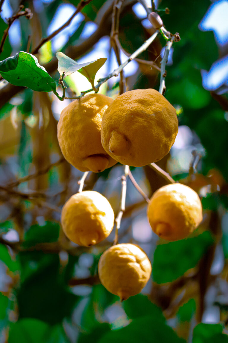 sorrento lemons