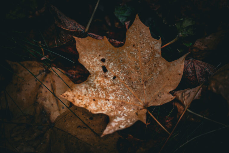Autumn without, Autumn within