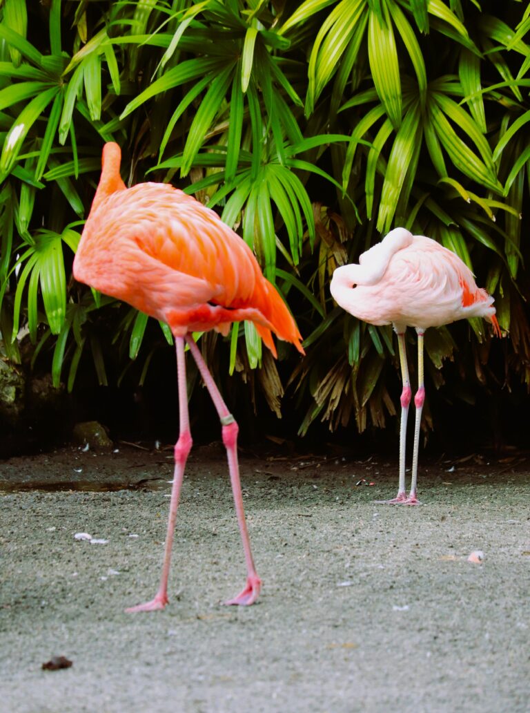 FLAMINGO GARDENS Fort Lauderdale