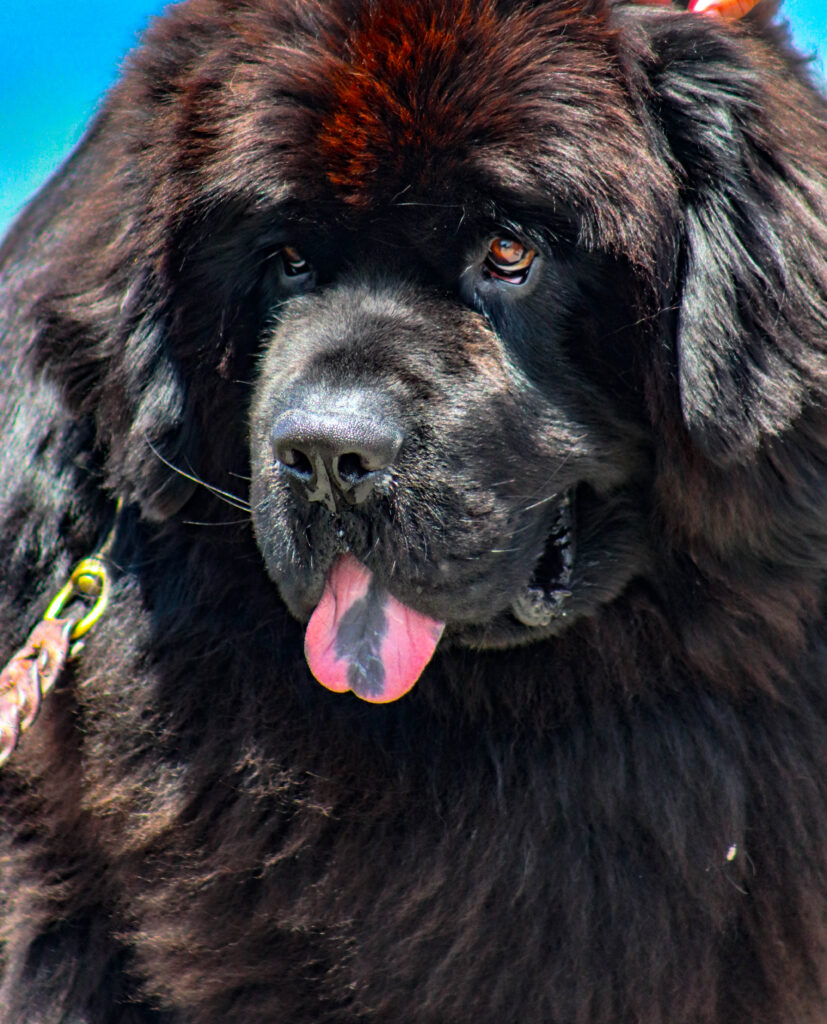 Sable chief dog