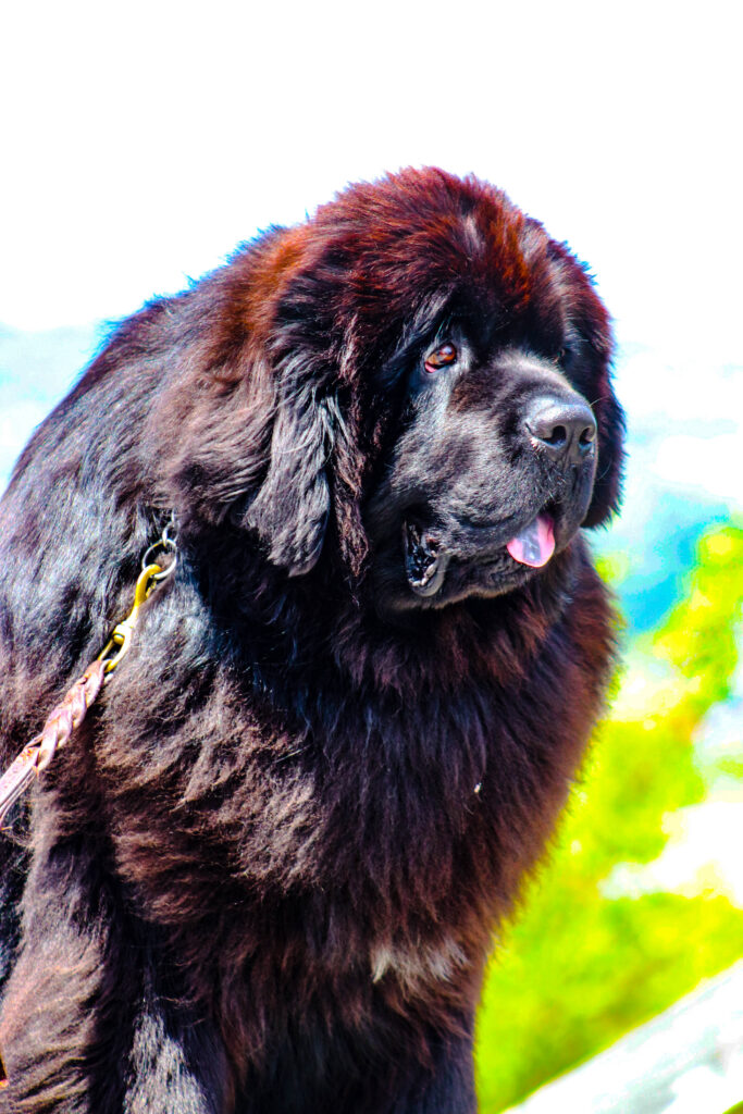Sable chief dog