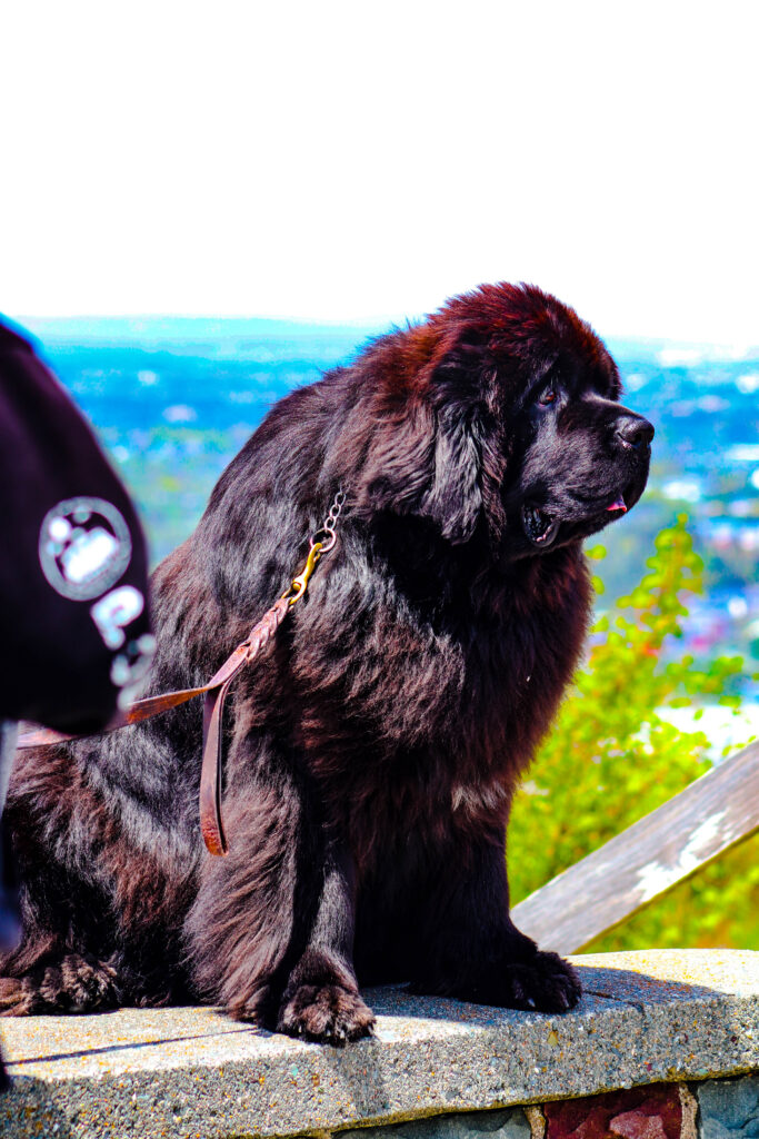 Sable chief dog